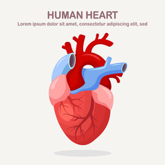 Human heart isolated on white background. Cardiology, anatomy concept. Vector cartoon design