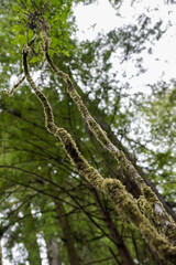 Fototapeta premium tree in the forest