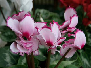 Flora. Closeup of a Cyclamen persicum pink flower blooming in the garden. 