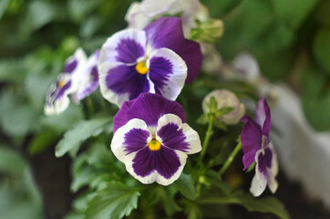White and purple viola or pansy flowers in a garden. Close-up.