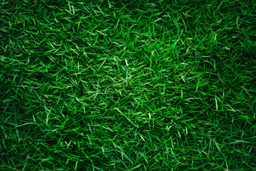 A natural green grass texture background close up.