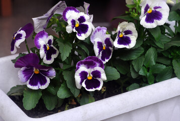 White and purple viola or pansy flowers in a garden pot. Close-up.