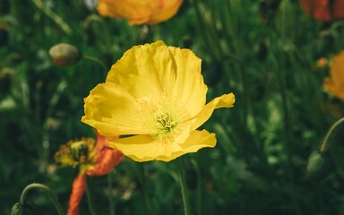 Fototapeta premium A wild flower meadow in full bloom