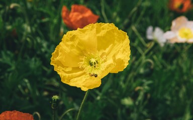 Poppies in the sun