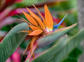 Fototapeta premium Yellow bird of paradise flower