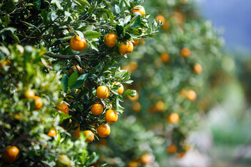close up ripe oranges fruit hanging on tree in orange plantation garden , Chiangmai , Thailand