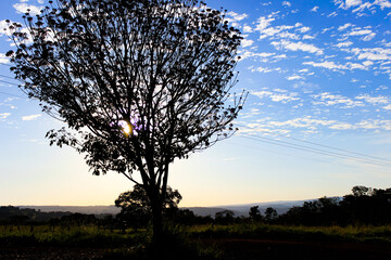 Obraz premium beautiful tree in the vastness of the sky