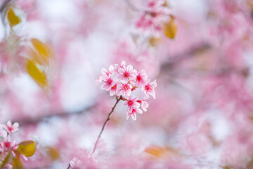 Beautiful  Pink Cherry Blossom on nature background , Sakura flower