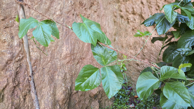 Vigna unguiculata creepers plant."Mea" karal plant in Sri Lanka.