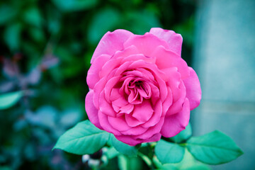 Pink Rose flower in garden on summer day 