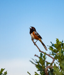 Spotted Towhee. American songbird.