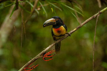 Tucancillo collarejo (Pteroglossus torquatus) en Campeche, México..