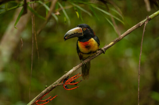 Tucancillo collarejo (Pteroglossus torquatus) en Campeche, M&eacute;xico..