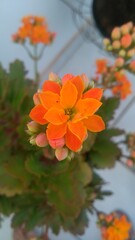 orange flowers