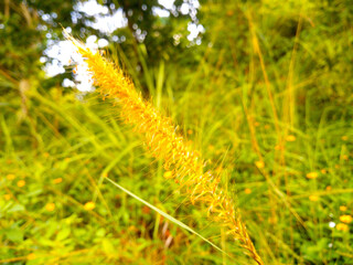 Communist grass flowers in the morning sun Nature background