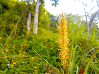 Communist grass flowers in the morning sun Nature background