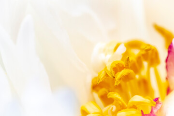 Fototapeta na wymiar Blurred closeup view of a flower as an abstraction.