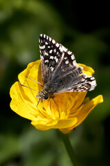 A Grizzled Skipper Butterfly nectaring on a Buttercup.