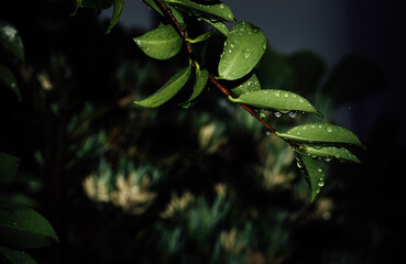 夜の雨に濡れた葉