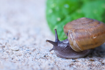 The snails eat minced pork fragments.