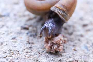 The snails eat minced pork fragments.