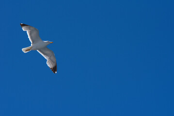 seagull flies over a ship in the Aegean Sea