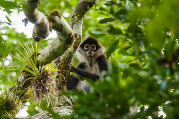 Mono araña (Ateles geoffroyi) en la reserva de la biósfera de Calakmul, Campeche, México.