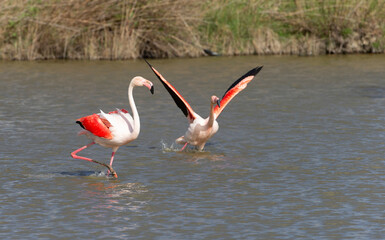 Beautiful Flamingos on the Rhine Delta in France