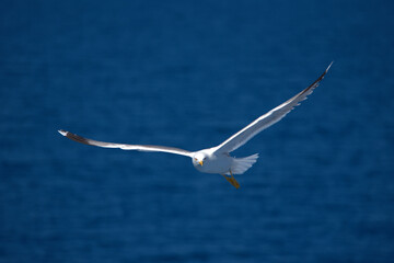 seagull flies over a ship in the Aegean Sea