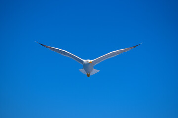 seagull flies over a ship in the Aegean Sea