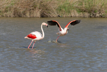 Beautiful Flamingos on the Rhine Delta in France