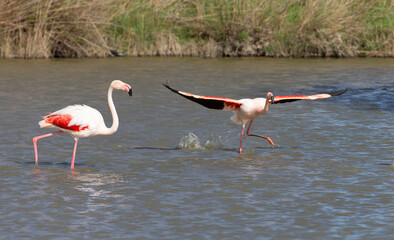 Beautiful Flamingos on the Rhine Delta in France
