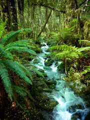 New Zealand Fiordland stream