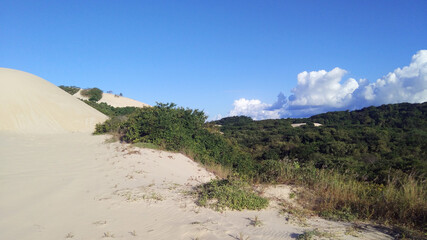 sand dunes and woods