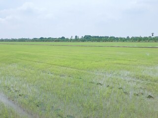 field of wheat