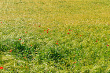 Colorful red poppies in a grain crop agricultural field