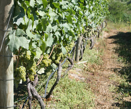Wine grapes ripening on the vine in NY vineyard