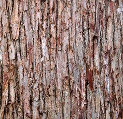 Closeup of old weather beaten tree bark texture background pattern