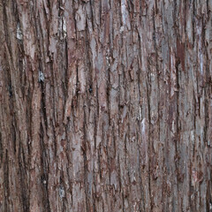 Obraz premium Zbliżenie starej pogody pobił kory tekstury tła wzór