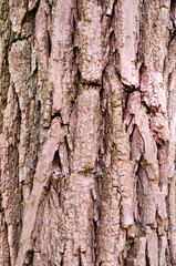 Closeup of old weather beaten tree bark texture background pattern