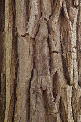 Closeup of old weather beaten tree bark texture background pattern