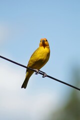 bird on a branch