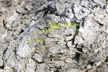 tree bark texture