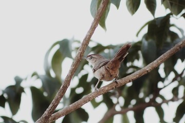 robin on a branch