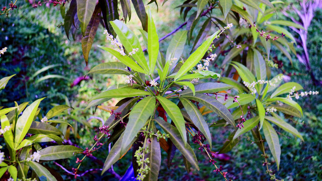 Evodia suaveolens scheff or zodia plant in the garden. Plant that is often used as a mosquito repellent.