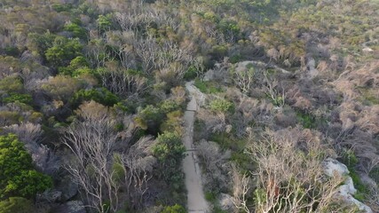 Aerial tilt down shot of footpath amidst green plants by sea, drone flying forward over landscape - Sydney, Australia