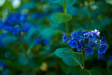 梅雨の季節のあじさい