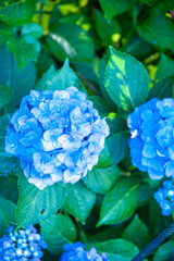 梅雨の季節のあじさい
