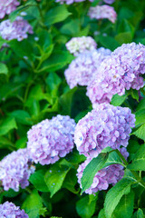 梅雨の季節のあじさい