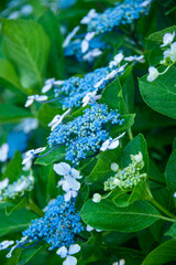 梅雨の季節のあじさい